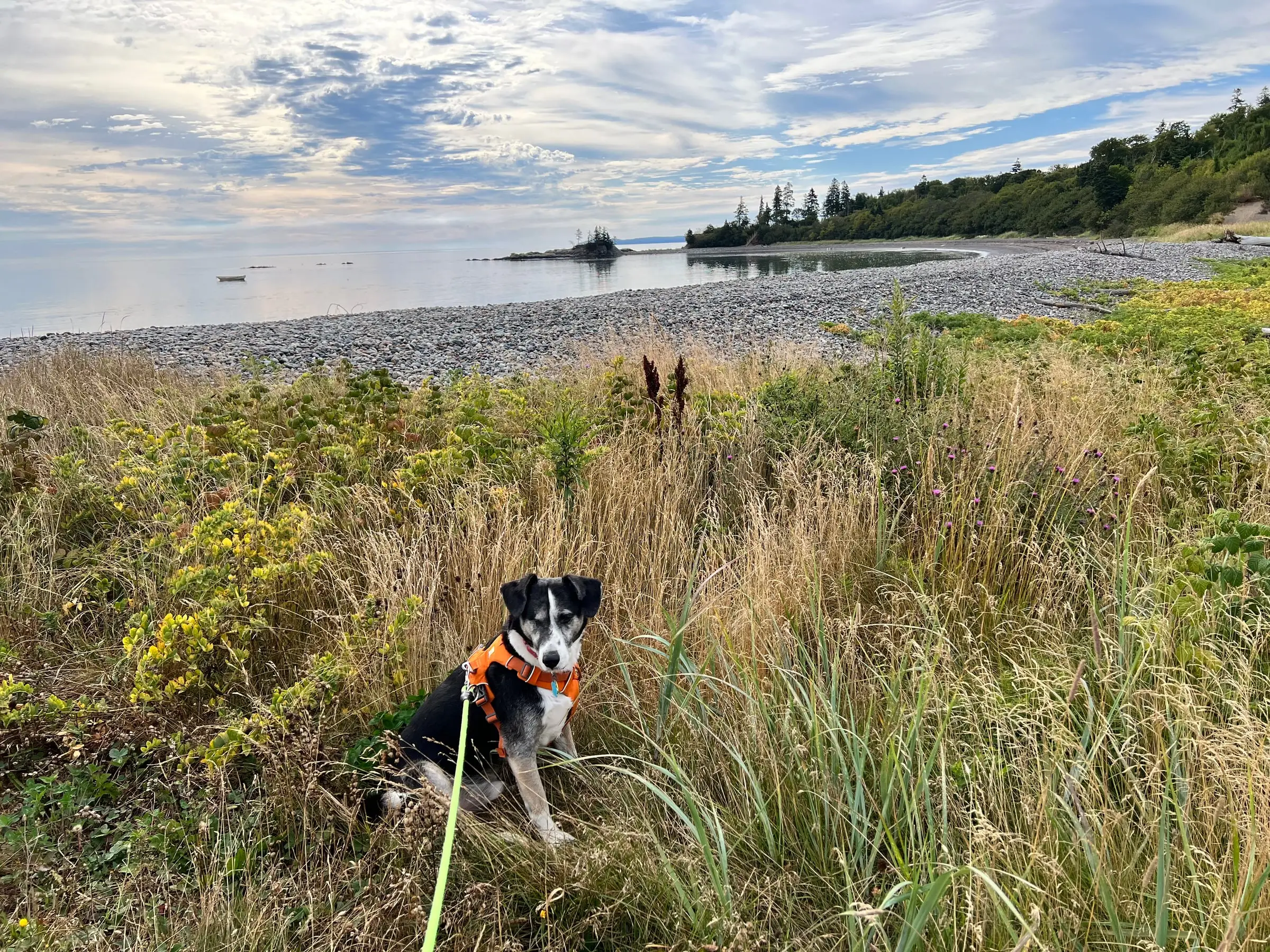 Davis, a black and white rescue dog in an orange harness, sitting in tall grass by the sea